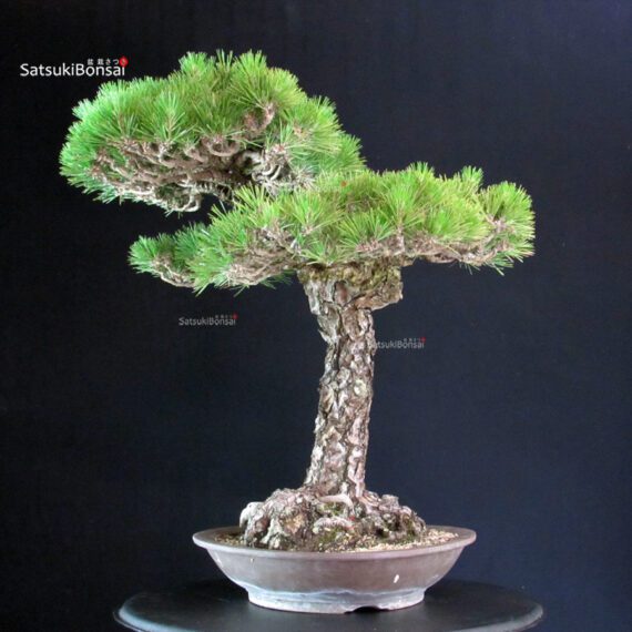 Pinus Thunbergii - immagine 4