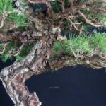 Pinus Thunbergii - immagine 5