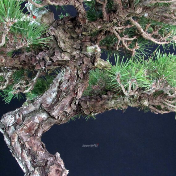 Pinus Thunbergii - immagine 5