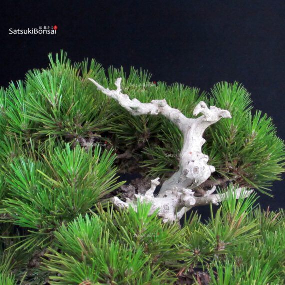 Pinus Thunbergii - immagine 6