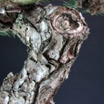 Pinus Thunbergii - immagine 7
