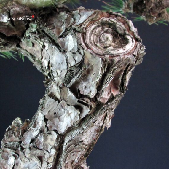 Pinus Thunbergii - immagine 7