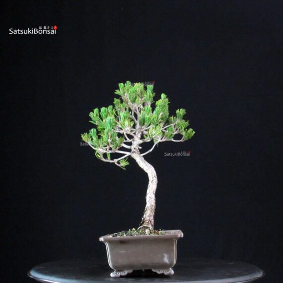 Pinus Thunbergii Kuromatsu - immagine 2