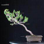 Pinus Thunbergii Kuromatsu - immagine 3