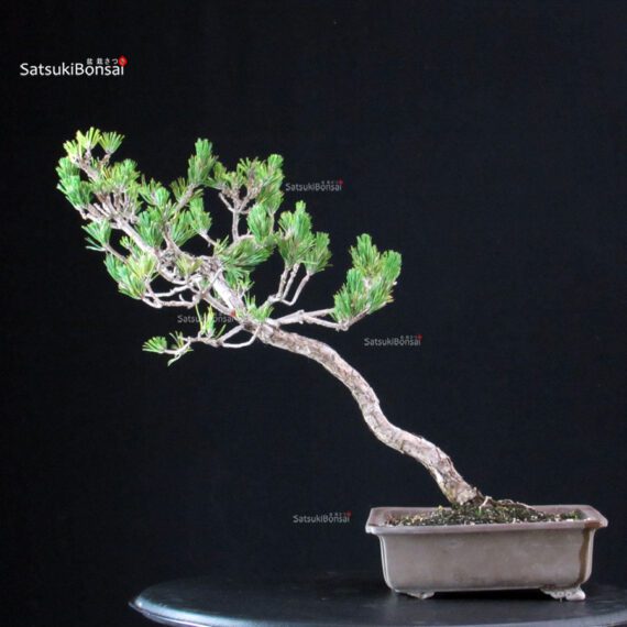 Pinus Thunbergii Kuromatsu - immagine 3