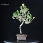 Pinus Thunbergii Kuromatsu - immagine 4