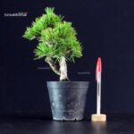Pinus Thunbergii - Pino nero
