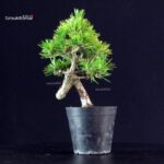 Pinus Thunbergii - Pino nero - immagine 2