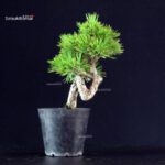 Pinus Thunbergii - Pino nero - immagine 3