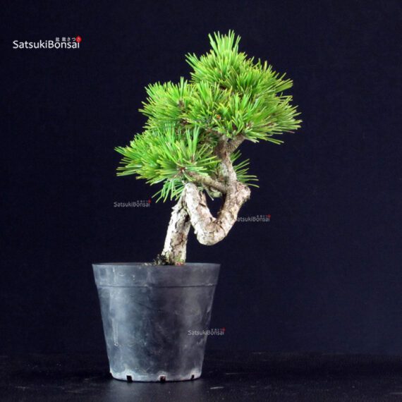 Pinus Thunbergii - Pino nero - immagine 3