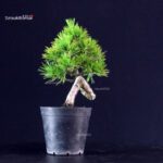 Pinus Thunbergii - Pino nero - immagine 4