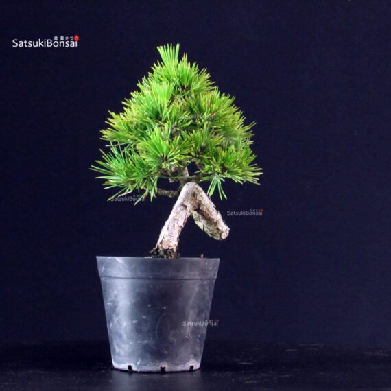 Pinus Thunbergii - Pino nero - immagine 4
