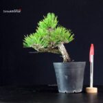 Pinus Thunbergii - Pino nero