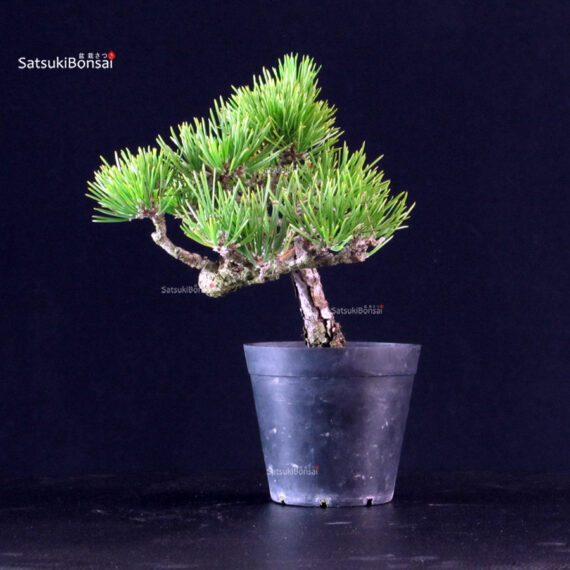 Pinus Thunbergii - Pino nero - immagine 2