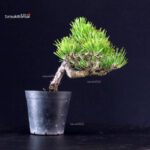 Pinus Thunbergii - Pino nero - immagine 3
