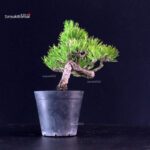 Pinus Thunbergii - Pino nero - immagine 4