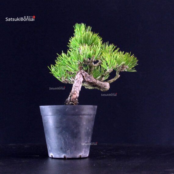 Pinus Thunbergii - Pino nero - immagine 4