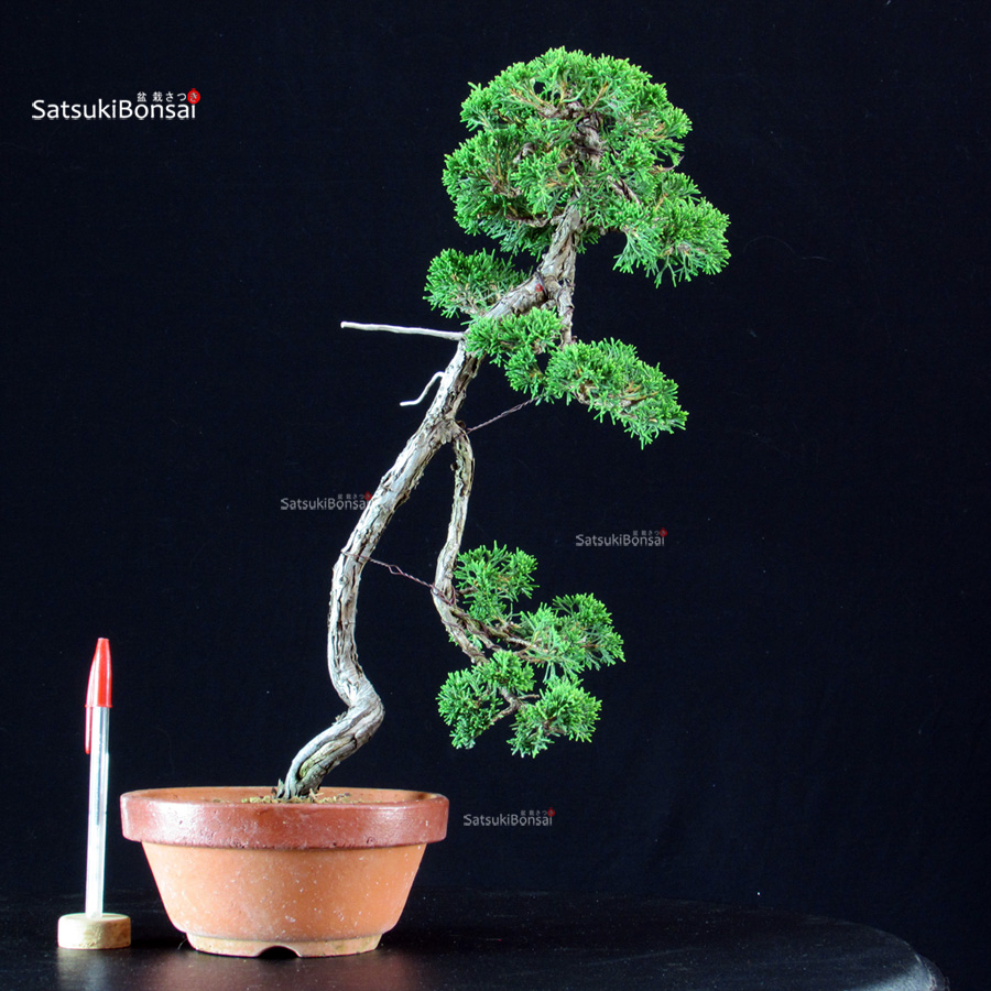 6356_1-Juniperus-chinensis-itoigawa Juniperus Chinensis Itoigawa - immagine 1
