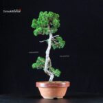 Juniperus Chinensis Itoigawa - immagine 2