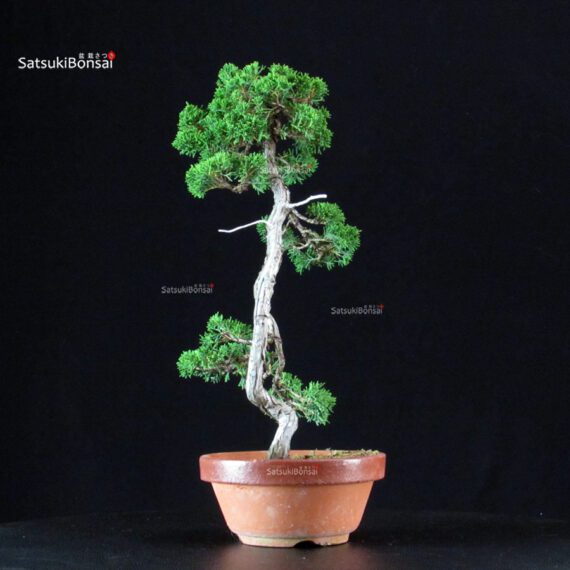 Juniperus Chinensis Itoigawa - immagine 2