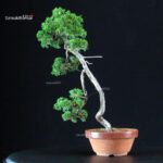 Juniperus Chinensis Itoigawa - immagine 3