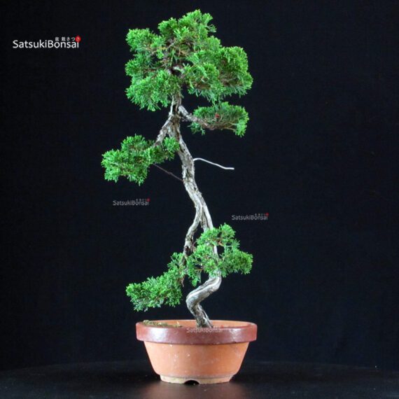 Juniperus Chinensis Itoigawa - immagine 4
