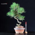 Pinus Thunbergii - Pino nero