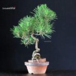 Pinus Thunbergii - Pino nero - immagine 2