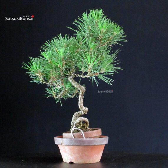 Pinus Thunbergii - Pino nero - immagine 2