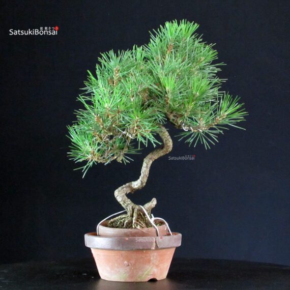 Pinus Thunbergii - Pino nero - immagine 3