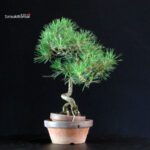 Pinus Thunbergii - Pino nero - immagine 4