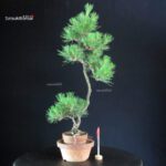 Pinus Thunbergii - Pino nero