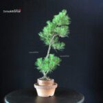 Pinus Thunbergii - Pino nero - immagine 2