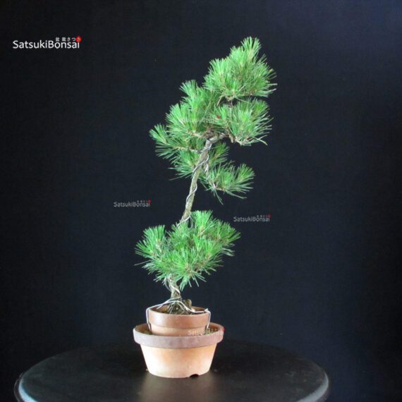 Pinus Thunbergii - Pino nero - immagine 2