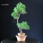 Pinus Thunbergii - Pino nero - immagine 3