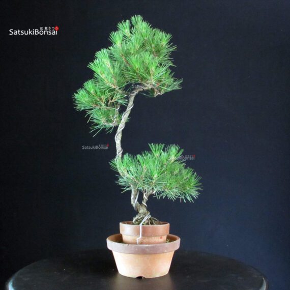 Pinus Thunbergii - Pino nero - immagine 3