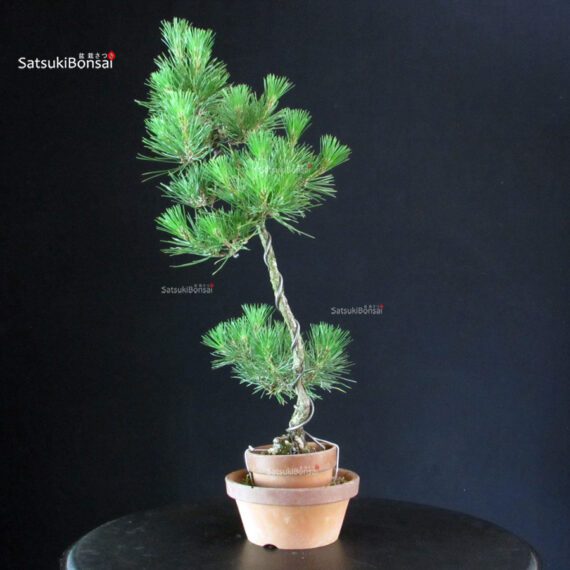 Pinus Thunbergii - Pino nero - immagine 4