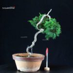 Juniperus Chinensis Kishu