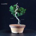 Juniperus Chinensis Kishu - immagine 2