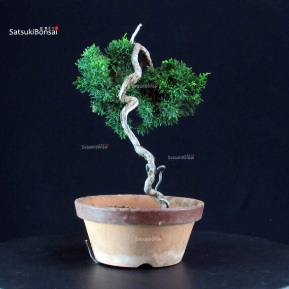 Juniperus Chinensis Kishu - immagine 2