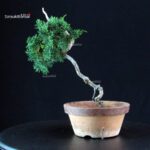 Juniperus Chinensis Kishu - immagine 3