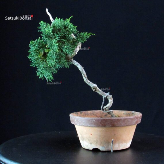 Juniperus Chinensis Kishu - immagine 3
