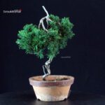 Juniperus Chinensis Kishu - immagine 4