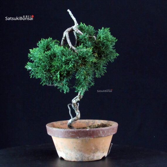 Juniperus Chinensis Kishu - immagine 4