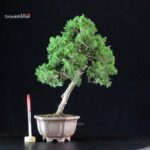 Juniperus Chinensis Itoigawa