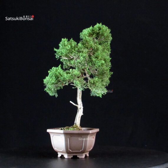 Juniperus Chinensis Itoigawa - immagine 2
