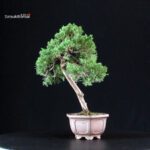 Juniperus Chinensis Itoigawa - immagine 3