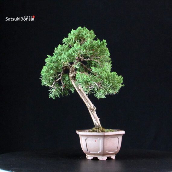 Juniperus Chinensis Itoigawa - immagine 3