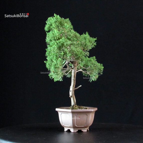 Juniperus Chinensis Itoigawa - immagine 4
