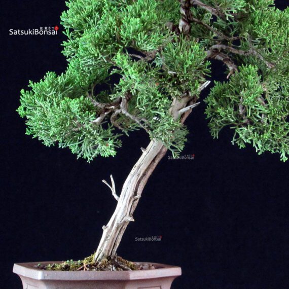 Juniperus Chinensis Itoigawa - immagine 5